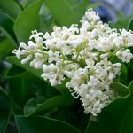 Image of Ligustrum japonicum