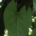 Image of Fallopia multiflora