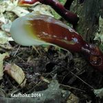 Image of Ganoderma resinaceum