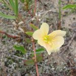 Image of Oenothera mollissima