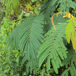 Image of Albizia chinensis