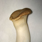 Image of Pleurotus eryngii