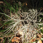 Image of Tillandsia recurvata