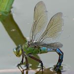 Image of Anax imperator