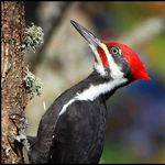 Image of Dryocopus pileatus