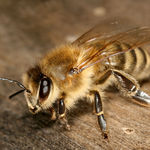 Image of Apis mellifera