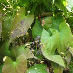 Image of Epimedium sagittatum