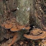 Image of Ganoderma applanatum