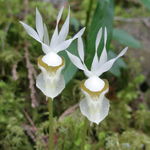 Image of Calypso bulbosa